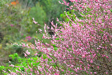 Image showing plum flower blossom