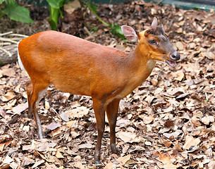 Image showing indian muntjac