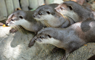 Image showing Oriental Short Clawed Otters