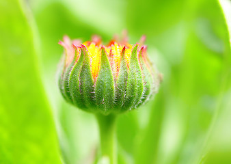 Image showing bud flower in the beginning of the flowering