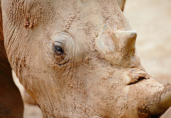 Image showing rhino