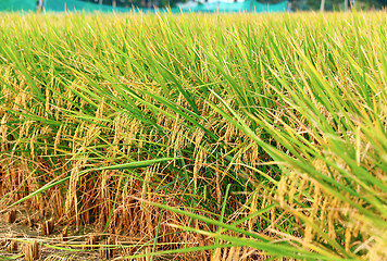 Image showing Paddy Rice