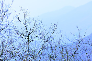 Image showing tree and mountain in winter blue