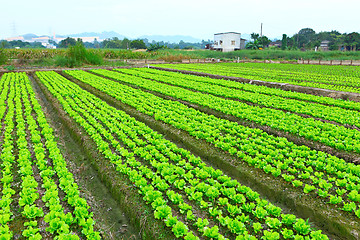 Image showing lettuce plant in field