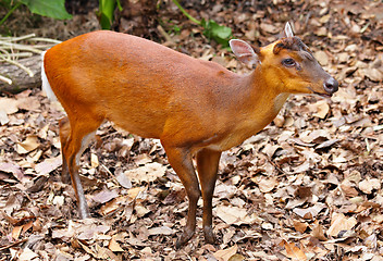 Image showing indian muntjac