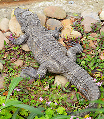 Image showing crocodile