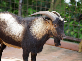 Image showing goat in farm