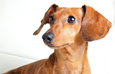 Image showing dachshund dog