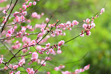 Image showing plum flower blossom