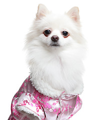 Image showing Pomeranian Spitz dog