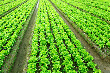 Image showing lettuce plant in field