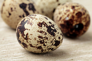 Image showing quail eggs