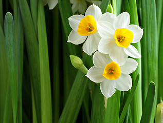 Image showing narcissus flowers