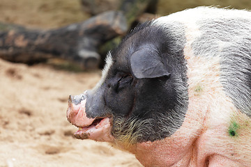 Image showing pig