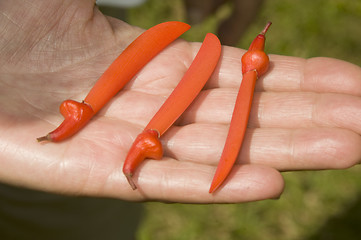 Image showing tropical flower plant seed pods machete shape