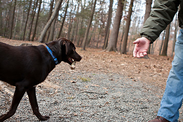 Image showing Chocolate Lab Retrieving a Stick