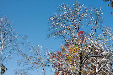 Image showing Rare Fall Blizzard Snow Storm