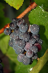 Image showing Wet Grape Cluster