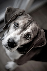 Image showing Beagle Hound Dog Portrait