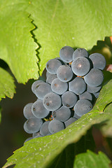 Image showing Ripening Grapes