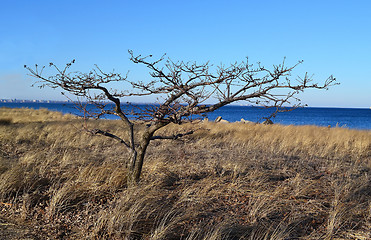 Image showing Lonely tree on the lake.