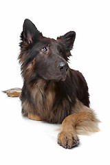 Image showing Old German Shepherd Dog