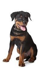 Image showing Rottweiler puppy