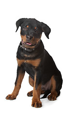 Image showing Rottweiler puppy