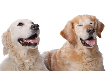 Image showing Two Golden Retriever dogs