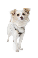Image showing long haired white chihuahua