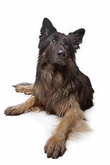 Image showing Old German Shepherd Dog
