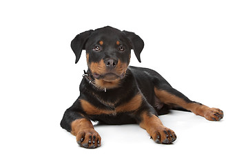 Image showing Rottweiler puppy