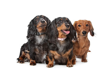 Image showing dachshund dogs