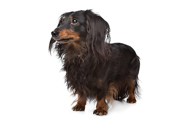 Image showing Dachshund