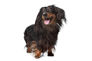 Image showing Dachshund