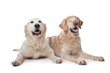 Image showing Two Golden Retriever dogs