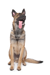 Image showing Shepherd dog