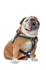 Image showing English Bulldog