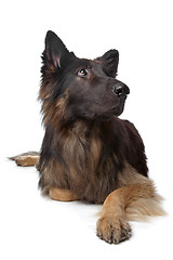 Image showing Old German Shepherd Dog