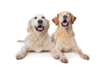 Image showing Two Golden Retriever dogs