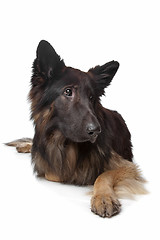 Image showing Old German Shepherd Dog