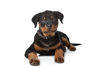 Image showing Rottweiler puppy