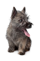 Image showing Cairn Terrier