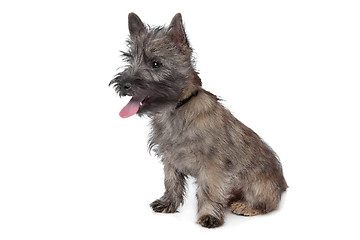 Image showing Cairn Terrier