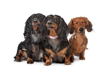 Image showing dachshund dogs