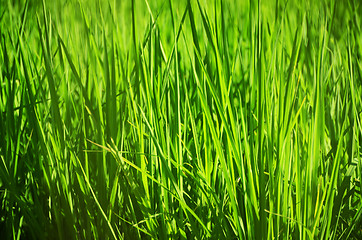 Image showing Rice Plant