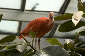 Image showing scarlet ibis