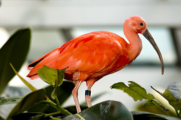 Image showing scarlet ibis