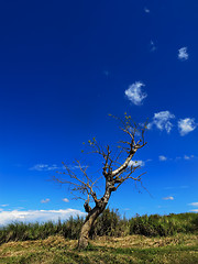 Image showing Lone Tree