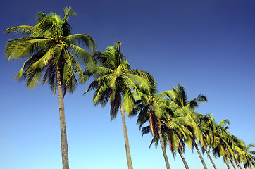 Image showing Coconut Trees